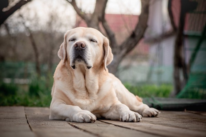 穏やかに過ごすシニアの大型犬