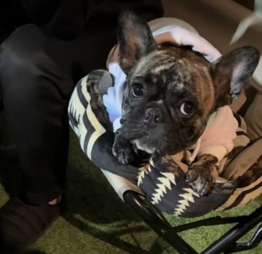 文句を言う犬