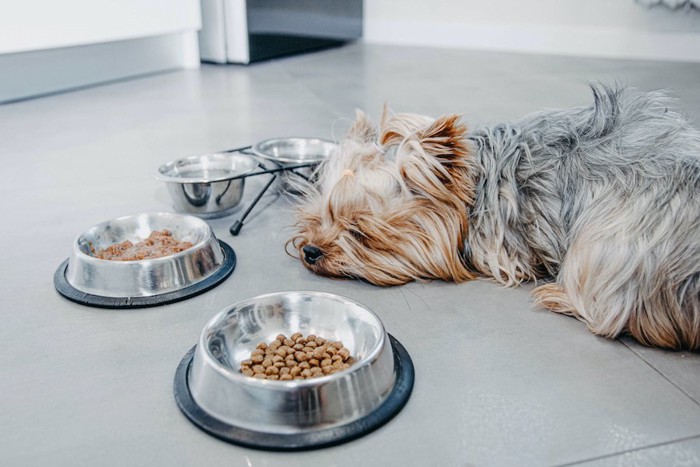 ご飯の前に伏せる食欲がない犬