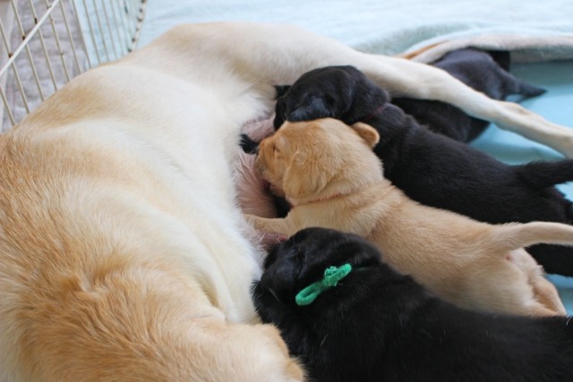 母の乳を飲む子犬達