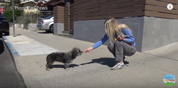 手から食べものを受け取る犬