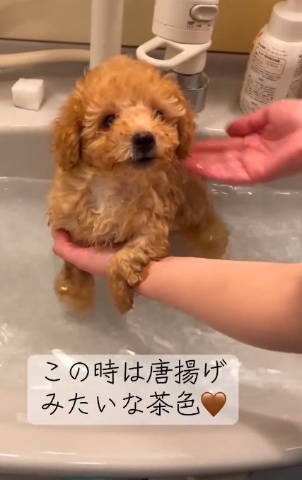 からあげみたいな色のふくくん