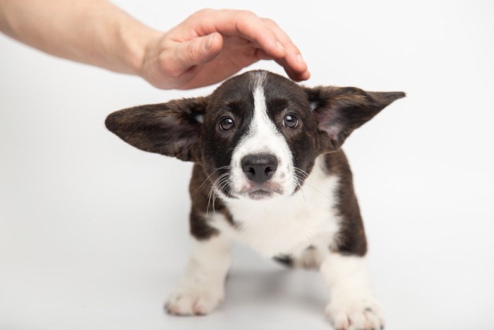 撫でられるのを避けようとする犬