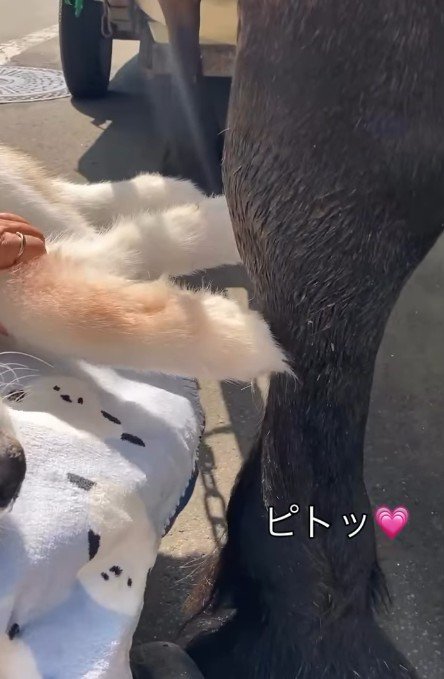 タッチできるようサポート