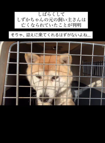 飼い主さんと死別…