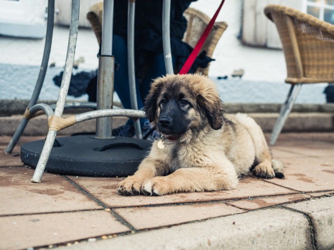 テーブル下で待っている犬