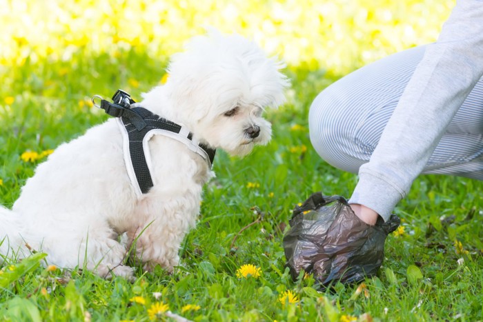 白い小型犬とフンを拾う飼い主