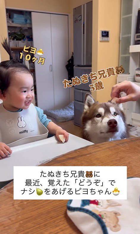 梨を食べるZIGGYくんと男の子