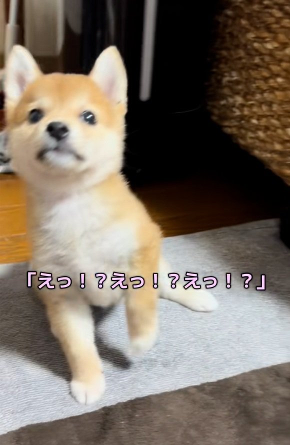 上を見るワンコ