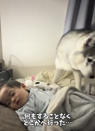 赤ちゃんのそばを離れる犬