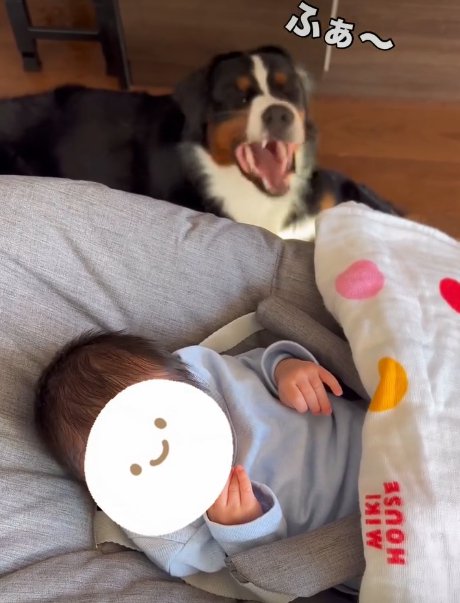 あくびをする犬