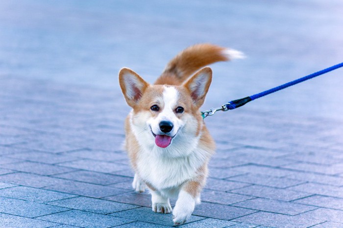 堂々と歩く犬