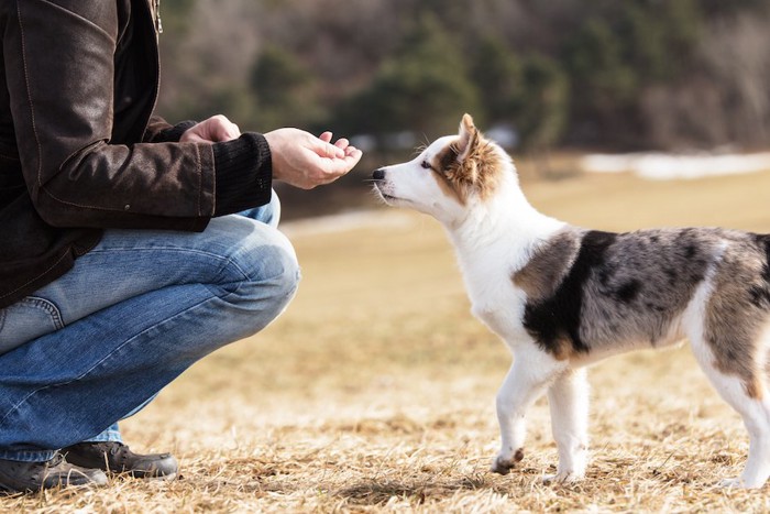 人からオヤツをもらう犬