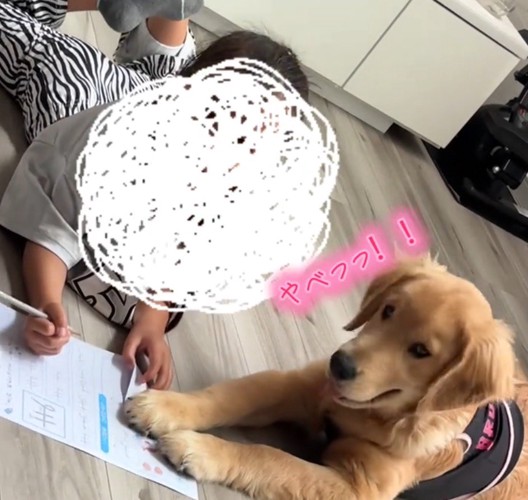 宿題の紙を潰してしまい、何かを考えている様子の犬