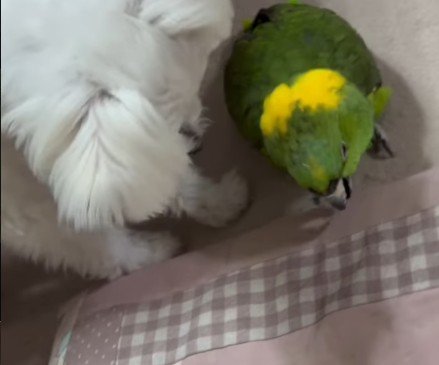 55歳のインコさん!!