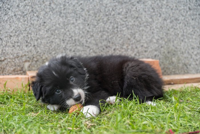 くるみで遊ぶ犬