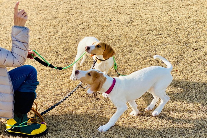 指示を受ける2頭の犬