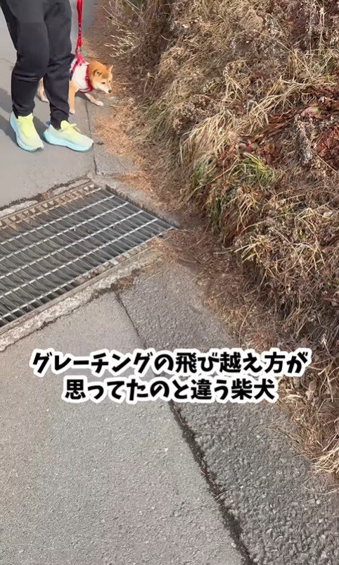 側溝が苦手な福ちゃん