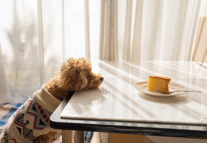 テーブルに顎を乗せてケーキを見つめる犬