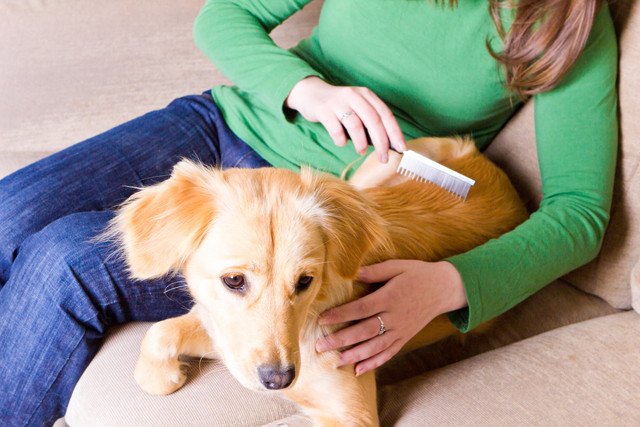 困った顔でブラッシングされる犬