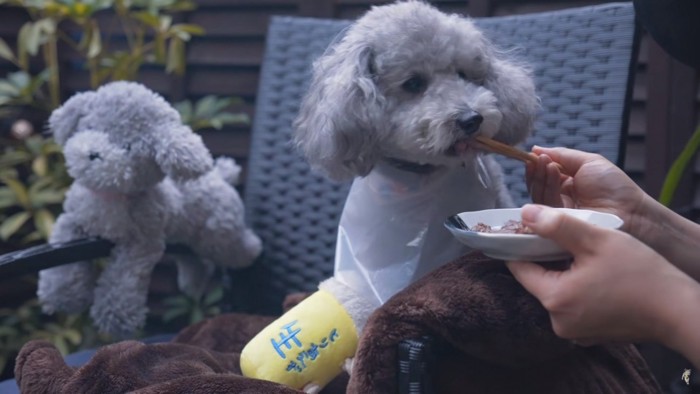 肉を食べさせてもらう犬