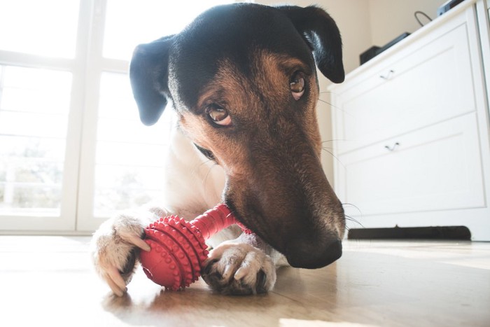 おもちゃを噛んで遊ぶ犬