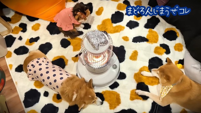 仲良くストーブを囲む3匹