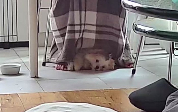 ママの足元が定位置です