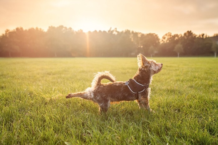 片方の後ろ足を上げる犬