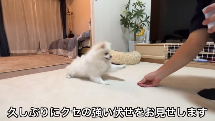 クセの強いフセをするペコちゃん