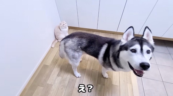 玄関に佇む犬