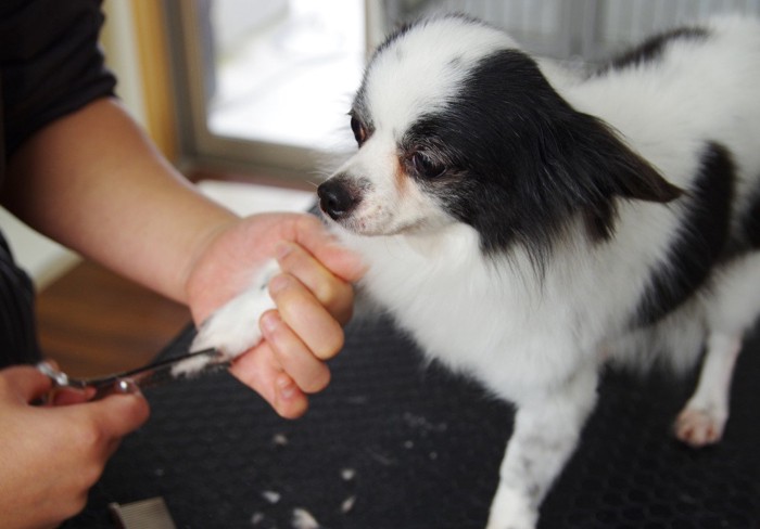 犬のトリミング中不安そうな犬