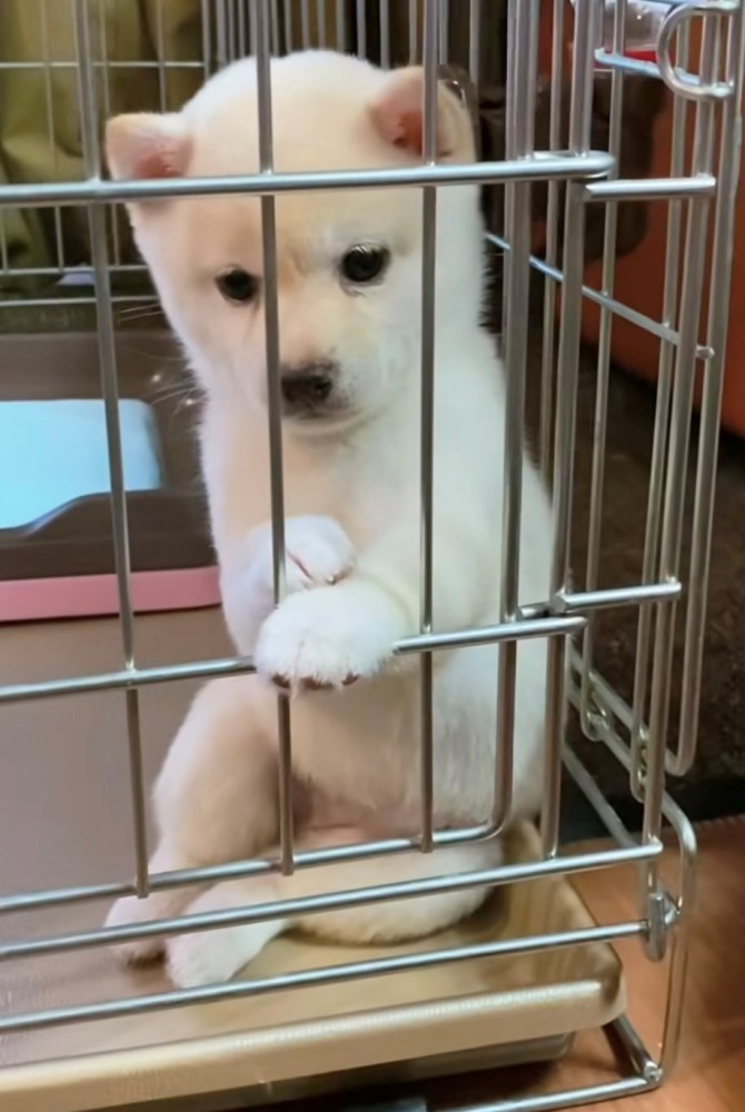 ケージの中で座り視線を下げる犬