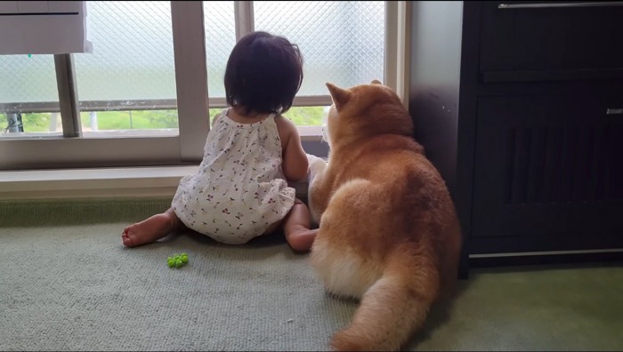 窓から外を眺める女の子とオスの柴犬