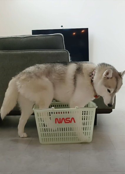 後ろ足を入れて…