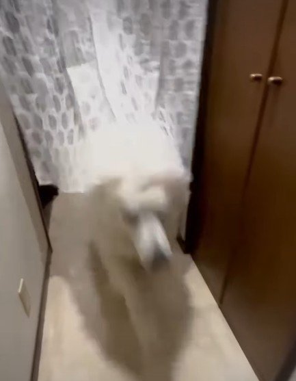 ダッシュで玄関へ！！