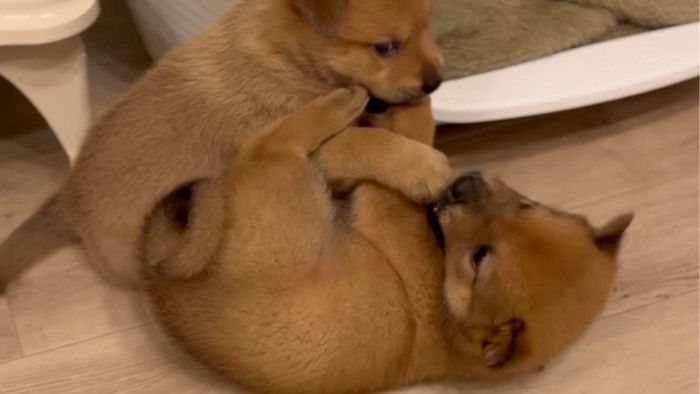 じゃれ合う子犬たち