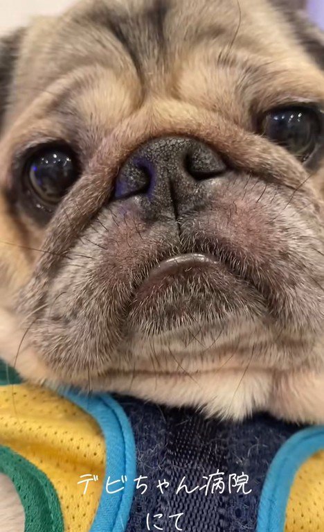 表情豊かなデビちゃん2