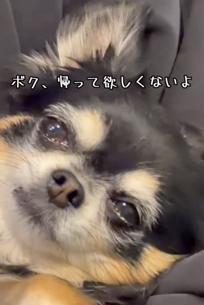 切ない表情で横になる犬