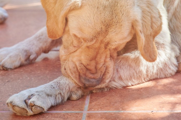 前足を噛む犬