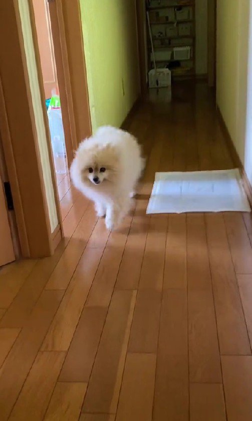 ちょこちょこ駆け寄って…