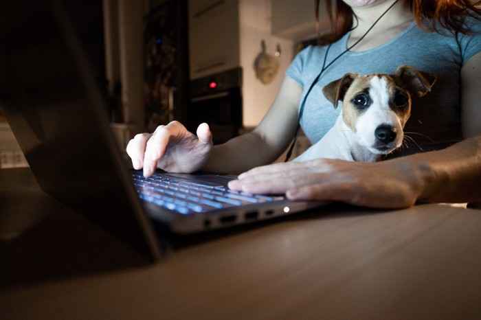 暗い部屋でPCする女性とジャックラッセルテリア