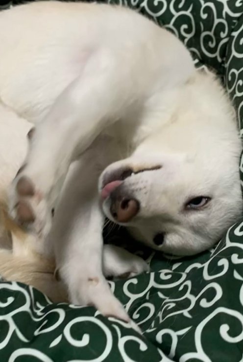 ベッドで丸まる柴犬