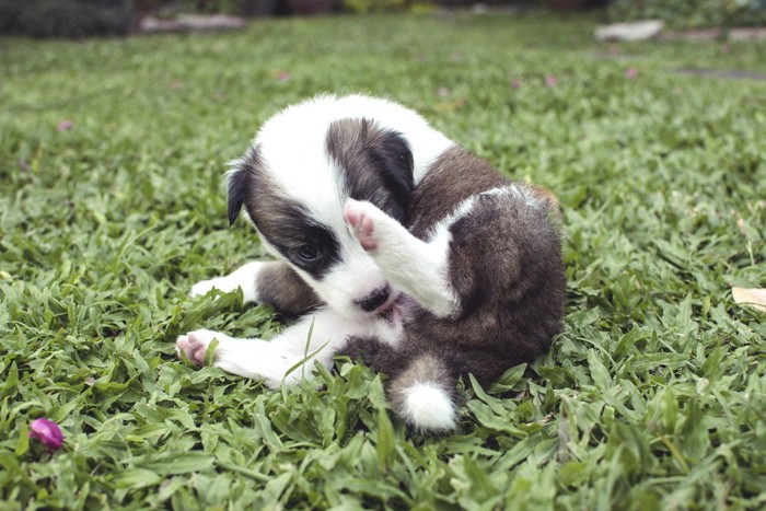 毛づくろいする犬