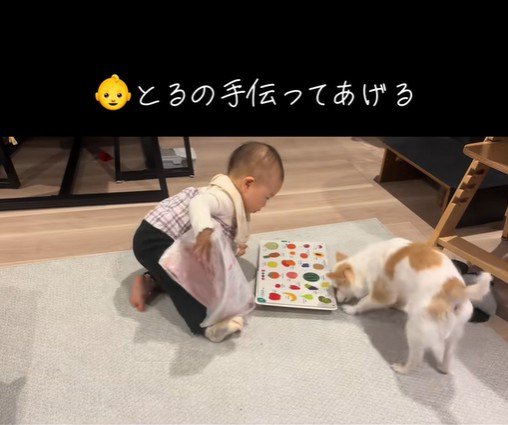 邪魔な物をどけてくれる赤ちゃん