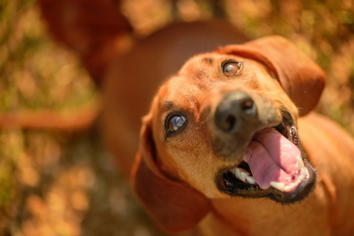 嬉しそうに上を見上げる犬