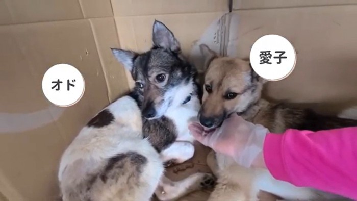 愛子ちゃんが家庭犬になるまで3