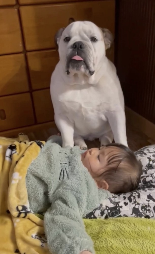 ぼーっとする犬と子供