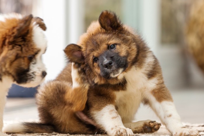 足で掻く犬