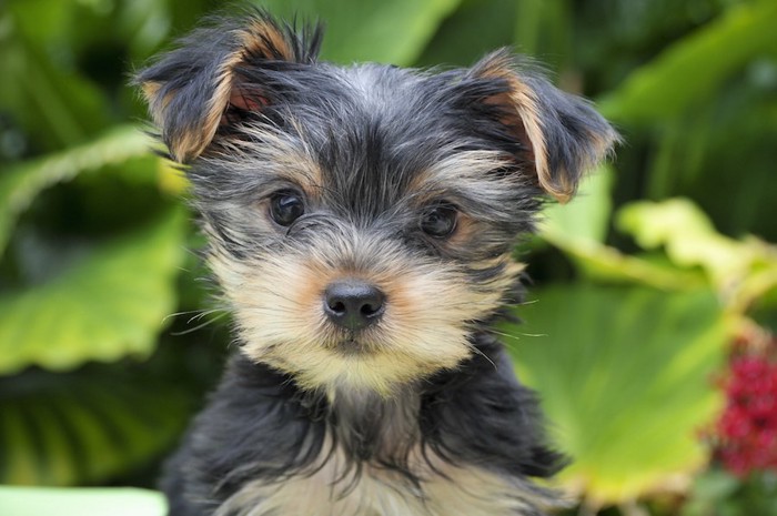 まっすぐにこちらを見つめるヨークシャテリアの子犬